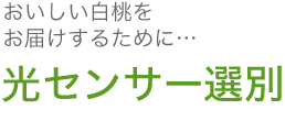 おいしい白桃をお届けするために・・・光センサー選別